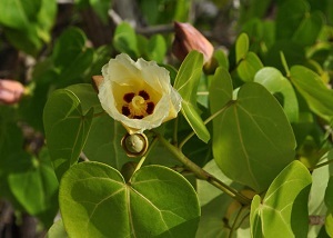 マンチニールの花