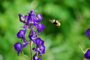 トリカブトの花に近づく蜂