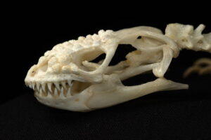 アメリカドクトカゲの頭蓋骨