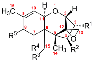 トリコテセンの構造図
