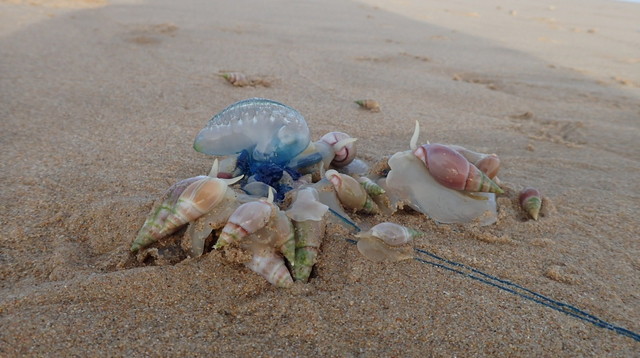 砂浜に打ち上げられたカツオノエボシを食べる貝