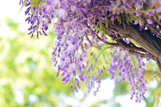 紫色の藤の花