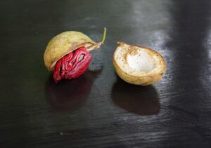 ナツメグの果実と種