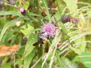 花の蜜を吸うキムネクマバチ