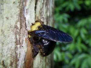 木に巣をつくるクマバチ
