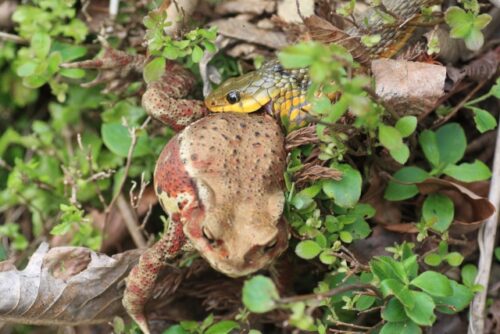 実は2種類の毒を持つ日本固有種の珍しい毒ヘビ ヤマカガシ | 毒ぽけ図鑑