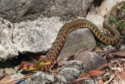 実は2種類の毒を持つ日本固有種の珍しい毒ヘビ ヤマカガシ | 毒ぽけ図鑑