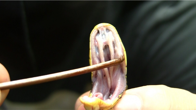 ヤマカガシの毒牙