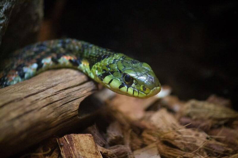 実は2種類の毒を持つ日本固有種の珍しい毒ヘビ ヤマカガシ | 毒ぽけ図鑑