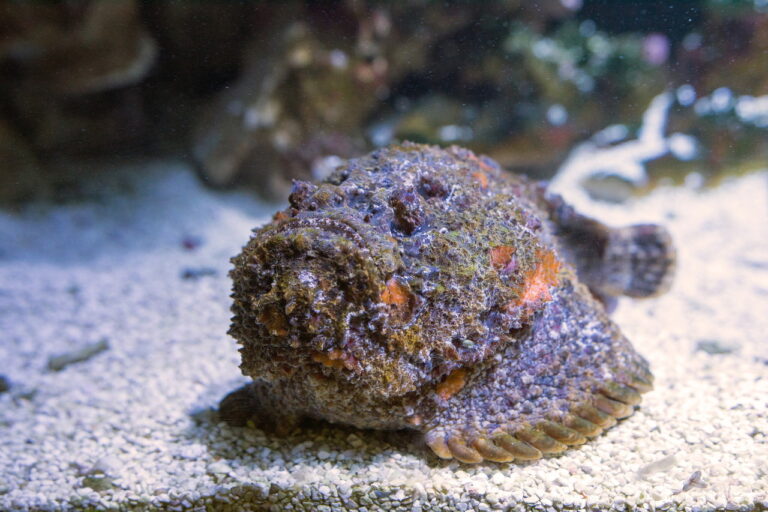 日本で最も危険な魚の一種!?天然の地雷と化す毒魚 オニダルマオコゼ | 毒ぽけ図鑑