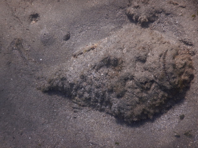 日本で最も危険な魚の一種!?天然の地雷と化す毒魚 オニダルマオコゼ | 毒ぽけ図鑑