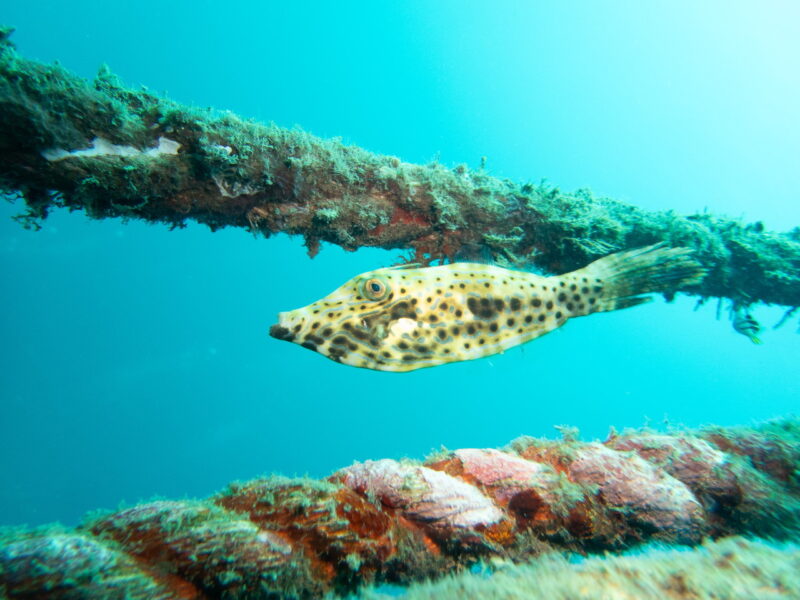 独特な模様にご用心！カワハギと勘違いするとあの世行きになる恐ろしい毒魚 ソウシハギ | 毒ぽけ図鑑